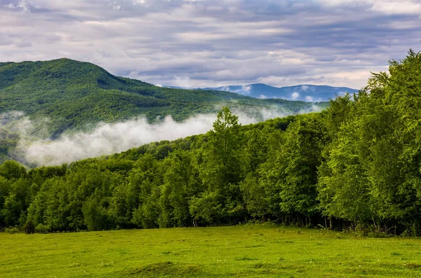 Floresta na encosta ao nascer do sol nublado nas montanhas — Fotografia de Stock