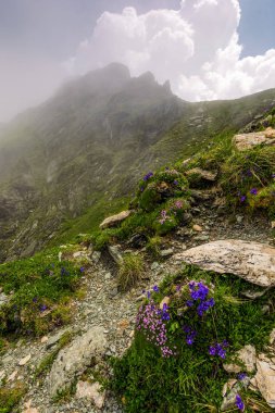 kayalık yamaç dik yamacında güzel çiçekler