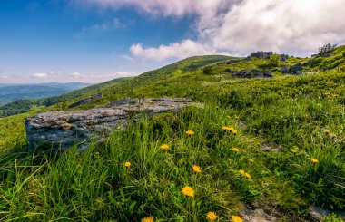 Dandelions Karpat Alpleri'nde kayaların arasındaki