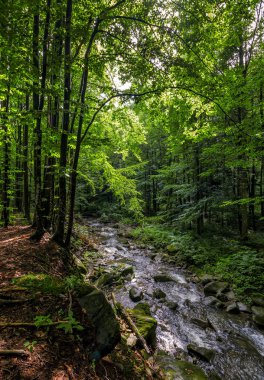 Yeşil orman hızlı akışında
