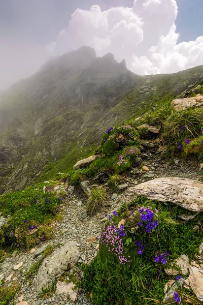 kayalık yamaç dik yamacında güzel çiçekler