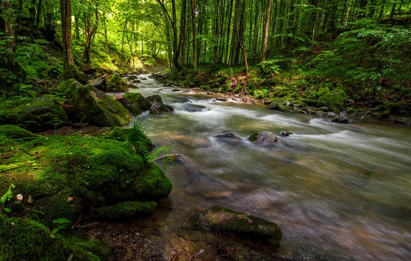 Yeşil orman hızlı akışında