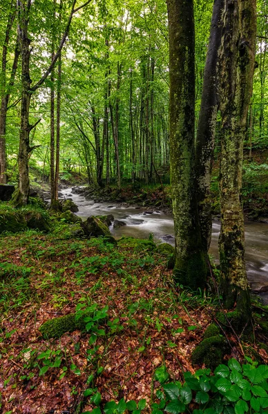 Rasanter Strom im grünen Wald — Stockfoto