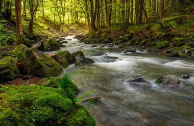 gündoğumu, güneşli ormandaki nehir akışı