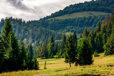 bir dağ yamacında iğne yapraklı orman