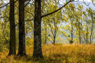 Sarı yapraklar sonbaharda ormanda