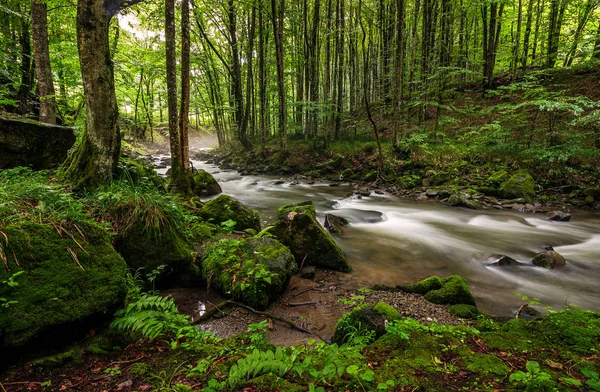 Rapid stream in green forest — Stock Photo, Image