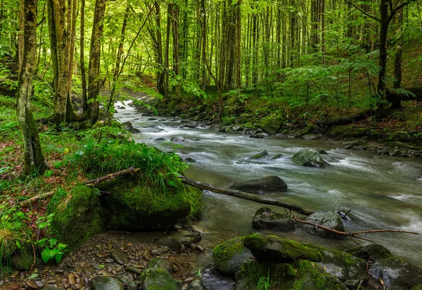 Fluxo rápido na floresta verde — Fotografia de Stock