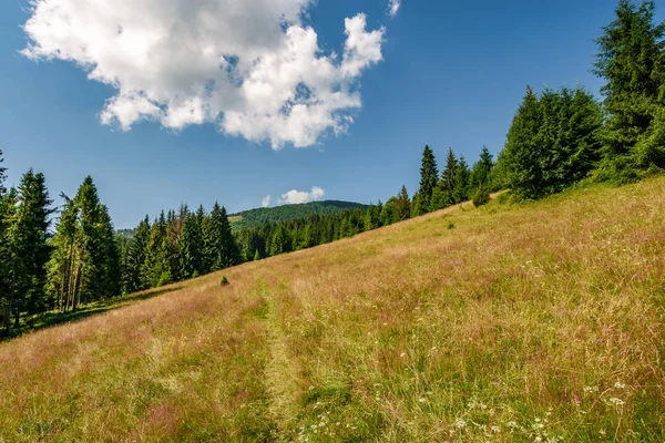 Lasów iglastych w klasycznym górskim Karpat krajobraz — Zdjęcie stockowe