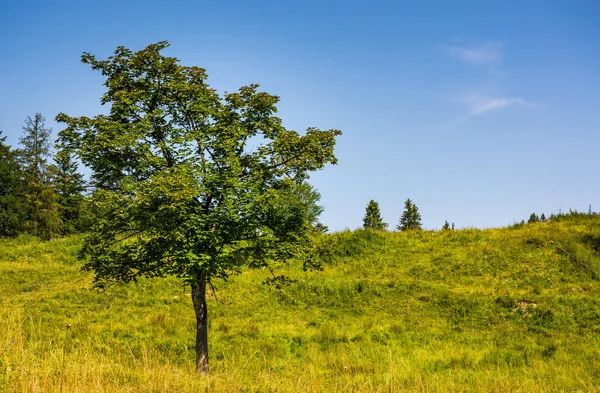 Tree on a mountain grassy hill side — Stock Photo, Image