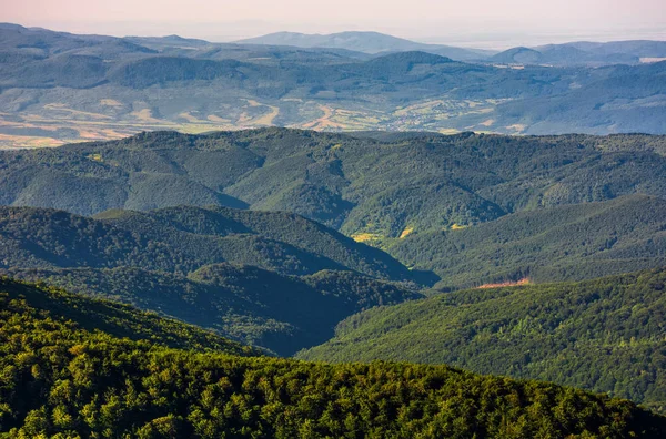 Foresta su un pendio di montagna vista dall'alto — Foto Stock