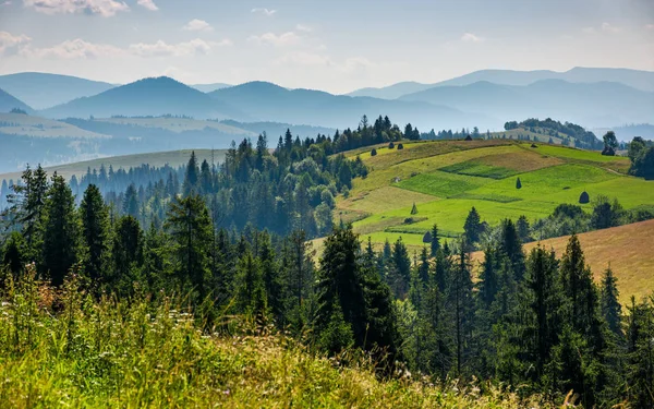 Bosque en una ladera de montaña en el área rural — Foto de Stock