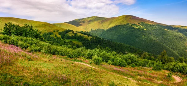 Prairie avec des fleurs violettes dans les montagnes des Carpates en été — Photo