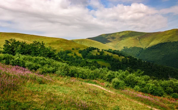 Yaz aylarında Karpat Dağları'nda mor çiçekli çayır