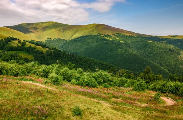 Yaz aylarında Karpat Dağları'nda mor çiçekli çayır