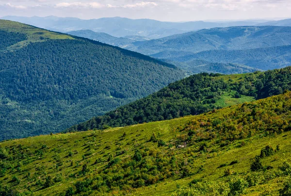 Orman bir dağ tepe tarafında