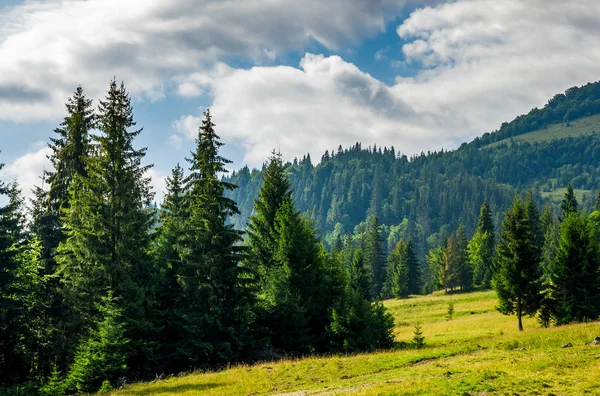 Floresta de coníferas em uma encosta de montanha — Fotografia de Stock