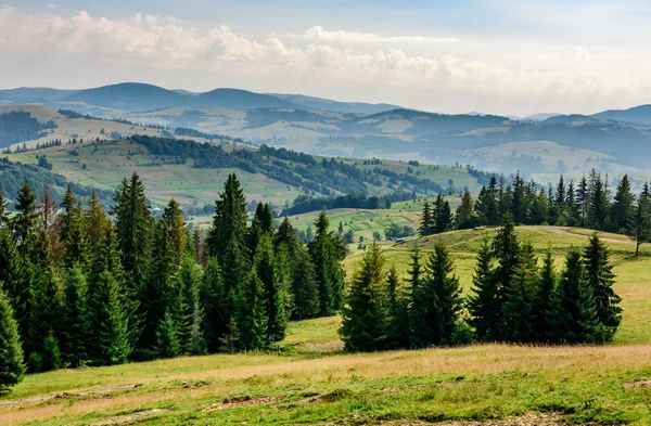 bir dağ yamacında iğne yapraklı orman