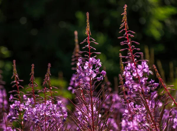 Selvagem roxo fundo de ervas — Fotografia de Stock