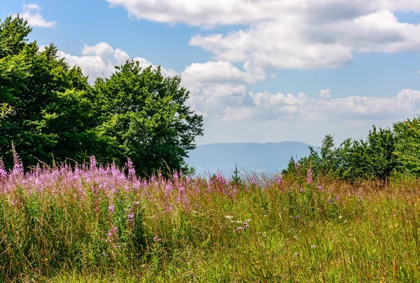 dağlarda vahşi mor bitkisel