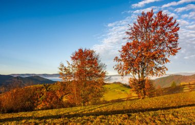 sisli sonbahar sabah kırsal alanda