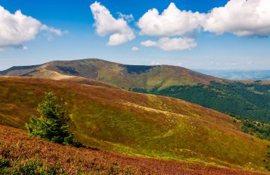 bir dağ tepe tarafında Ladin ağacı