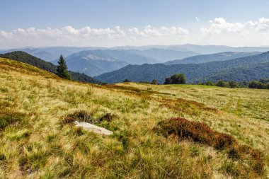dağ sırtı bir otsu çayır taş ve Ladin ağacı