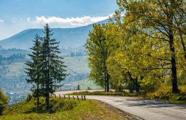 güneşli hillside yol boyunca orman
