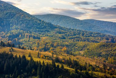 çayır sonbahar sabahı, yamaca orman arasında
