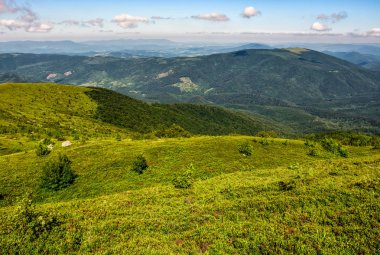 Karpat dağ aralığının çimenli hillside