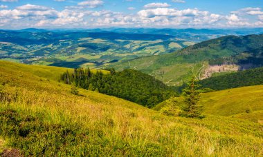 dik yamaçta orman ile otsu çayır