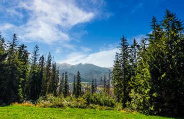 Ladin orman yüksek Tatras bir çayır üzerinde