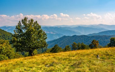 çimenli bir yamacın kenarında büyük kayın 