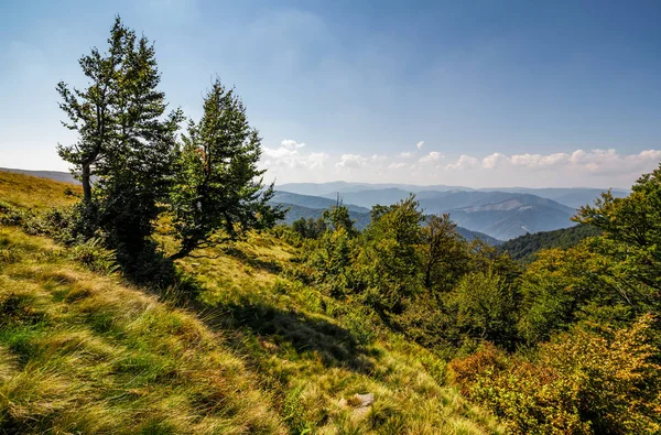 Foresta su un pendio di montagna — Foto Stock