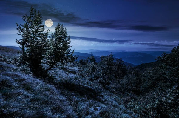 Floresta em uma encosta de montanha à noite — Fotografia de Stock