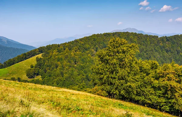 Skogen på kullarna i bergsryggen i höst — Stockfoto