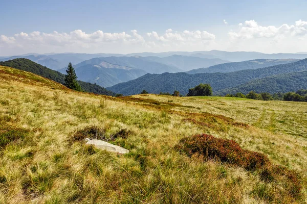 Stone and spruce tree on a grassy meadow of the mountain ridge — Stock Photo, Image