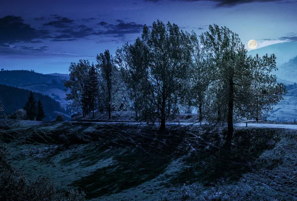 Variedade de álamo árvores pela estrada na encosta à noite — Fotografia de Stock