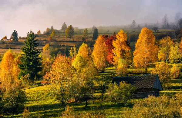 Maison en bois abandonnée en forêt d'automne — Photo