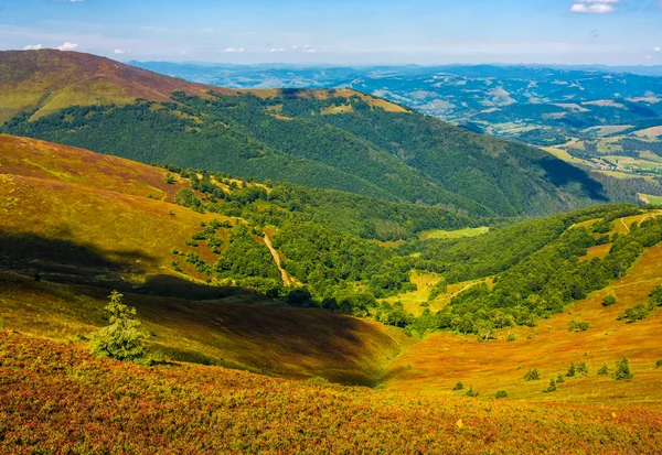 Encosta com floresta na encosta gramínea intemperizada — Fotografia de Stock