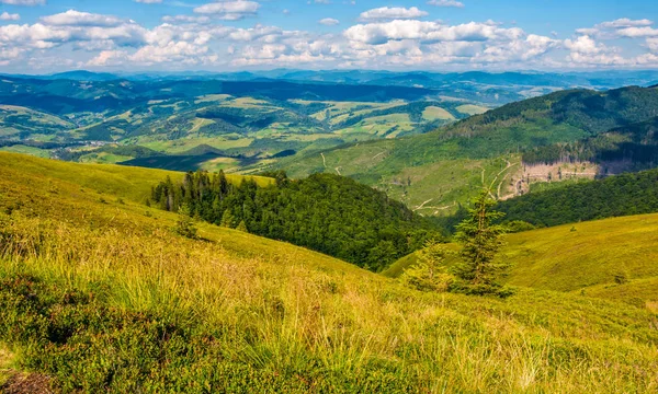 dik yamaçta orman ile otsu çayır
