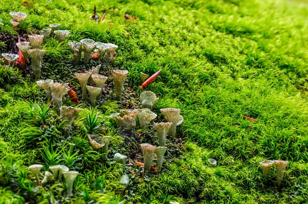 Hongos pequeños en el primer plano del musgo — Foto de Stock