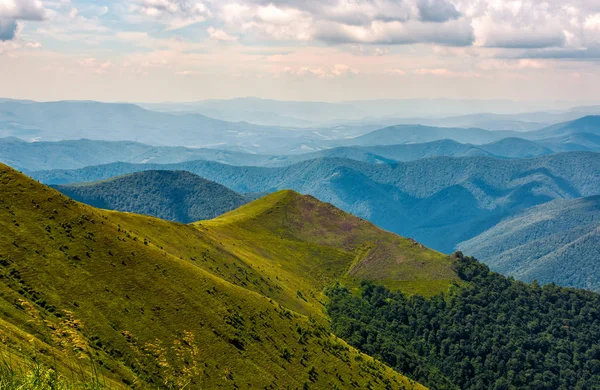 orman ile yamaca küçük tepe