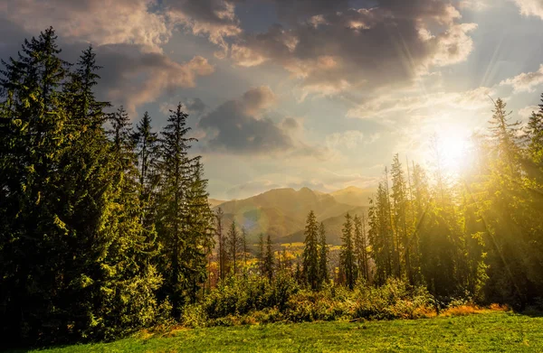 Ladin orman yüksek Tatras bir çayır üzerinde — Stok fotoğraf