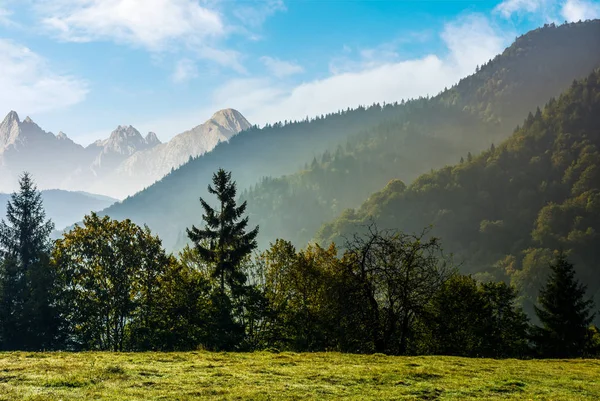Orman yüksek Tatras hillside çayır üzerinde