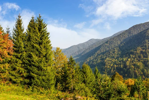 Forest on the hillside in Carpathian mountains — Stock Photo, Image