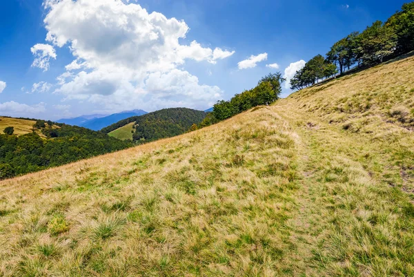 Camino al bosque a través del prado de montaña — Foto de Stock