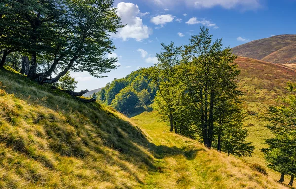 bir dağ yamacında ormana yolu