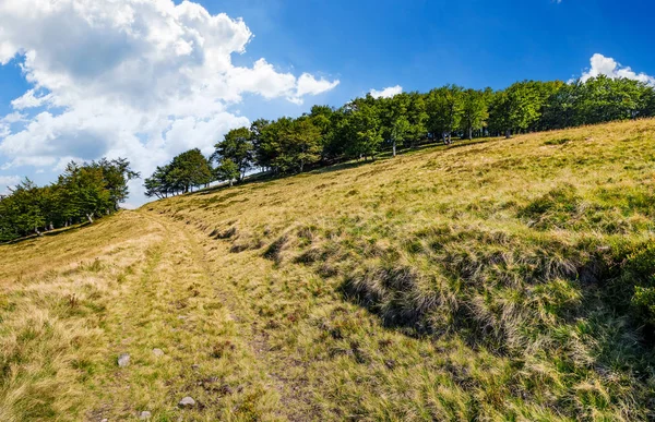 orman yolu ile dağ çayır