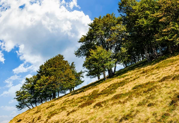 Ancient beech forest on a grassy lope — Stock Photo, Image